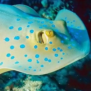 Meet your Posher, Samath